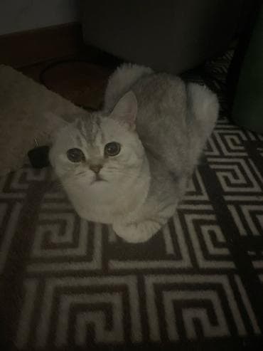 серебристая шиншила: Британская короткошёрстная кошка (серебристая шиншилла) - Окрас — 3