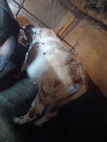 в связи с переездом отдам попугая жако в добрые руки: Продаю | Бык (самец) | На откорм | Привязанные — 1