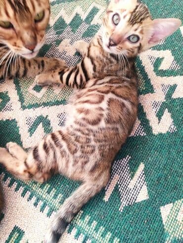 леопардовая кошка цена: Бенгальские котята !!! домашние. мини леопардики. Друзья у нас — 22