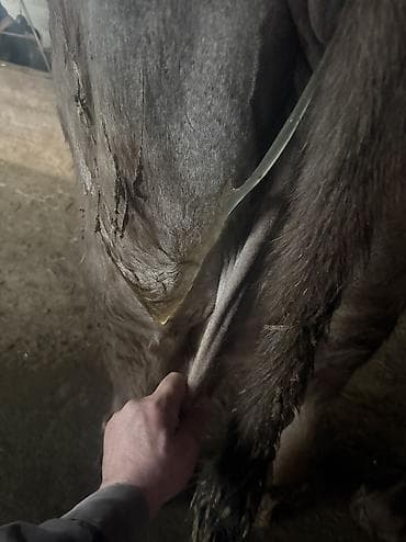 Собаки: Продаю | Корова (самка) | Монбельярд | Для молока | Стельные — 3