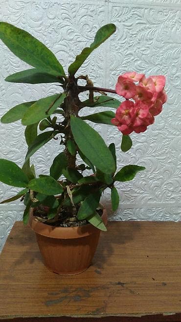 Женское счастье (Спатифиллюм): Молочай Милла (Euphorbia milii) — комнатное суккулентное растение с — 5