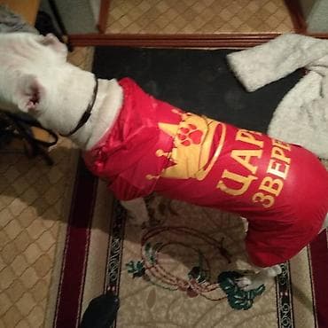 куплю собаку питбуль: Питбуль на Вязку !!! 5000т или 2-х Щенков на мой выбор. Неухоженых — 4