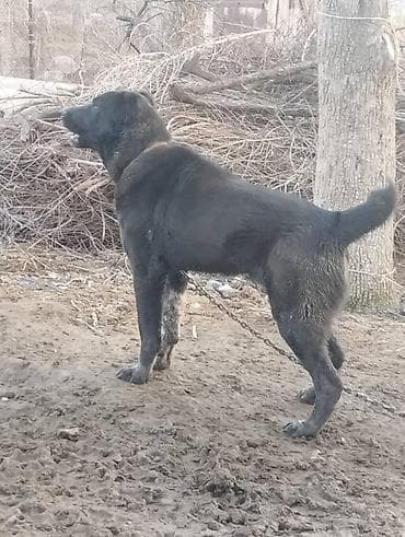 купить собаку шпиц: Вязка: Алабай, Самец, 1 год, С родословной — 5