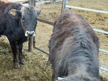 продам бу оборудование для птицефабрики: Продаю | Бык (самец) | Полукровка | На откорм | Искусственник — 5