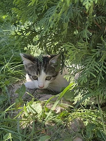 купить кошку манчкин: Кошка даром: Беспородная, 2 месяца, Мальчик, Приучена к лотку — 3