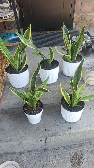 Сансевиерия (Щучий хвост) в горшках - Разновидность: Sansevieria at lalafo.kg Сансевиерия (Щучий хвост) в горшках - Разновидность: Sansevieria