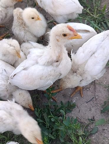 шерсть мериноса: Продаю | Цыплята | Хай-Лайн Соня Грей | На забой — 8