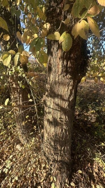 двер бишкек: Отун Карагач — 2