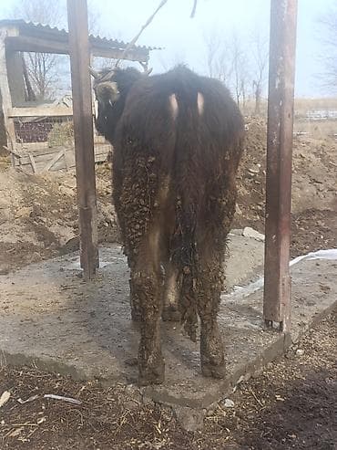 Собаки: Продаю | Бык (самец) | На откорм — 10