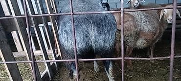 кролики бабочки: Продаю | Баран (самец) | Для разведения — 4