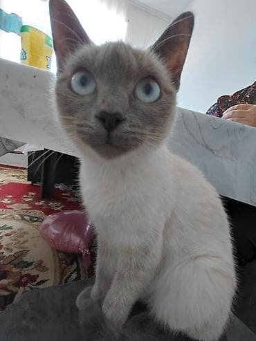 бенгальская кошка цена бишкек: Кошка даром: Сиамская, Девочка, Приучена к лотку — 1