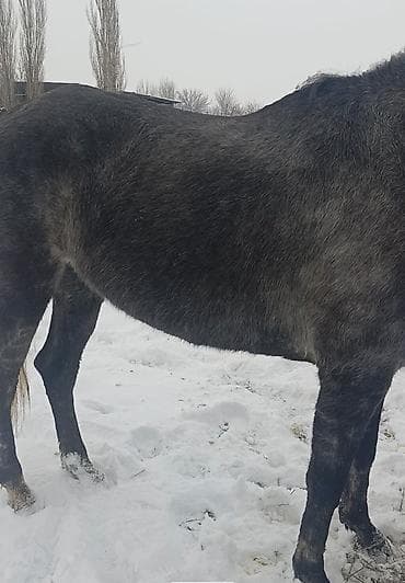 кызыл октябрь: Сатам | Бээ (ургаачы) | Англиялык | Көбөйтүү үчүн, Ат спорту | Асыл тукумдуу — 4