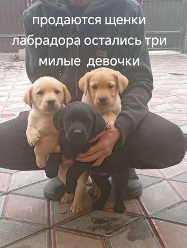 Лабрадор-ретриверы — щенки. На фото три девочки: две палевого окраса и