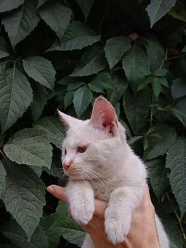 scottish fold: Кошка даром: Беспородная, 5 месяцев, Мальчик, Приучена к лотку, Проглистована — 2