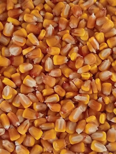 Бакча эмереги: Кукуруза семена. месный — 2