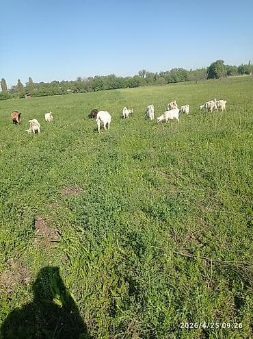 ft: Морской сухогрузный контейнер 40 футов (High Cube не указан, визуально — 2