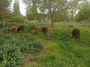 я ишу карову: Продаю | Музоо, торпок — 1