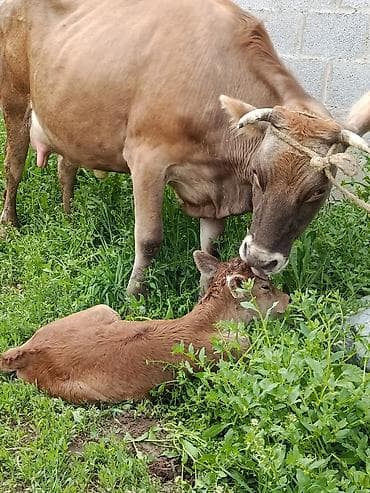 молоко варка: Продаю | Корова (самка) | Алатауская | Для молока | После отела — 9