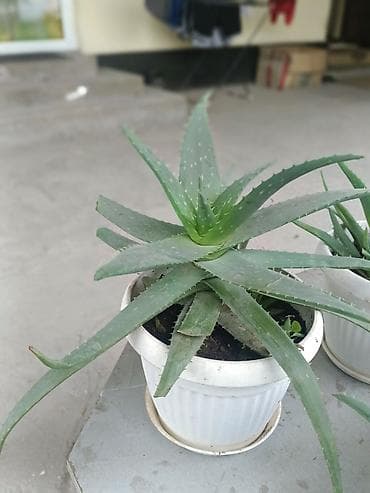 сколько стоит алоэ вера: Алоэ вера в горшках (комнатные суккуленты) - Вид: Aloe vera — 4
