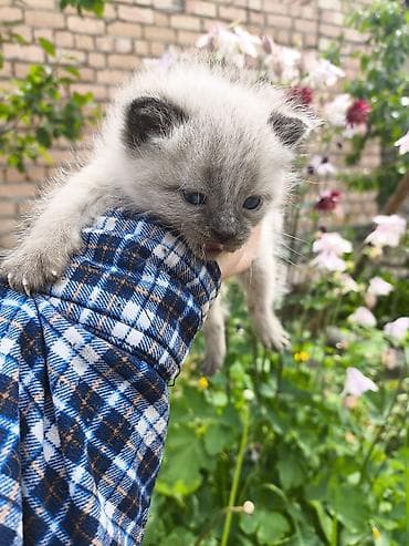 регдол кошка: Котята, пушистые малыши в добрые руки, кушают самостоятельно и ходят — 2