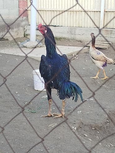 зил в рассрочку: Электровелосипед, Б/у — 2