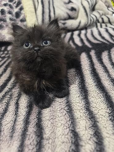 Мышыктар: Котята, помёт из трёх малышей: -Родились — 2