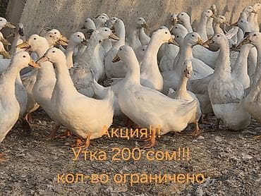 Тармактык маркетинг: Талап кылынат Канаттуу куш багуучу, Төлөм: Жума сайын, Окутуу — 2