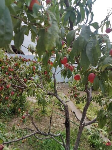 продается дом сосновка: Дом, 70 м², 2 комнаты — 15