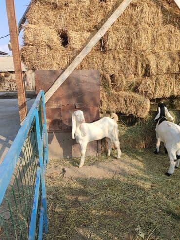 домик для кроликов: Продаю | Козлёнок | Для разведения — 1