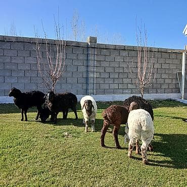 Аквариумы: Продаю | Овца (самка) | Для разведения | Ярка — 3