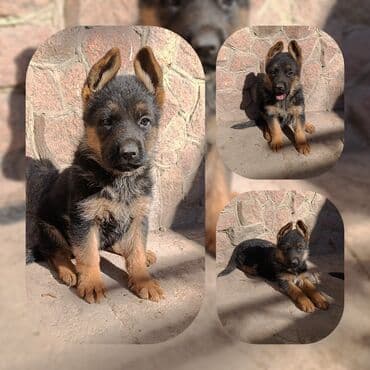 немецкая овчарка сколько стоит: Немецкая овчарка, 1 месяц, Самка, С прививкой, С родословной — 4