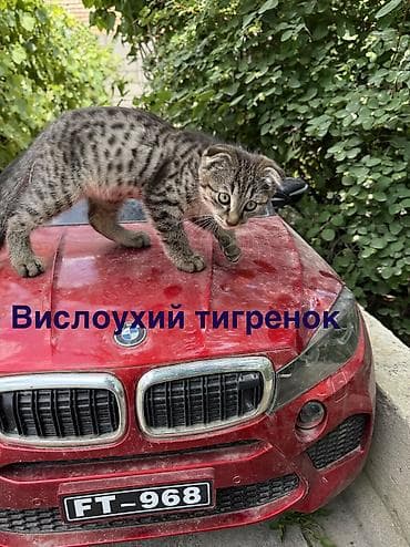 Мышыктар сатылат: Мама вислоухая. - Шерсть мягкая, густая, короткая. - Характер — 1