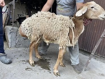 кролик фландер: Продаю | Баран (самец) — 10