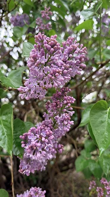 мужское счастье цветы: Огромный куст Сирени садовой,свежесрезанные душистые ветви. Вот такой — 5