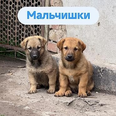 собака даром: Щенки и мама. Описание: - Порода: беспородные (метисы), компактного — 7