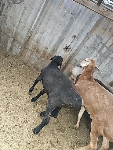 бараньи головы: Продаю | Баран (самец) | Для разведения — 3