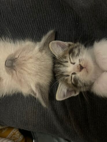 сиамская вислоухая кошка цена: Милые котята из одного помёта. Описание: - Возраст: родились 28 — 1