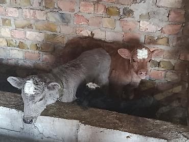 коровы с телятами: Продаю | Музоо, торпок | Полукровка | На откорм | Привязанные — 4