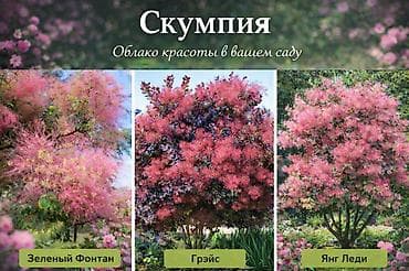 колючки: Https://t.me/blooming_garden_kg Редкие и эффектные декоративные — 2