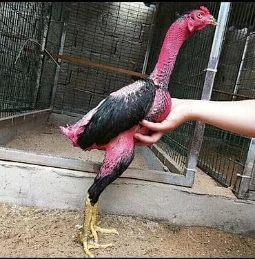 продам курей: Продаю | Петух | Бойцовая | Для разведения — 9