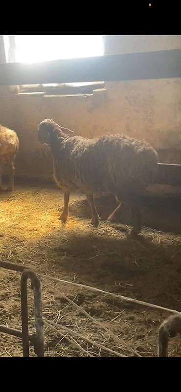 овцы романовские: Продаю | Баран (самец) | Арашан | Матка — 2