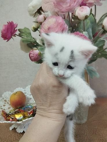 домашние кошки: Белоснежный котёнок с серыми отметинами на лбу и ушках. Крупные — 2