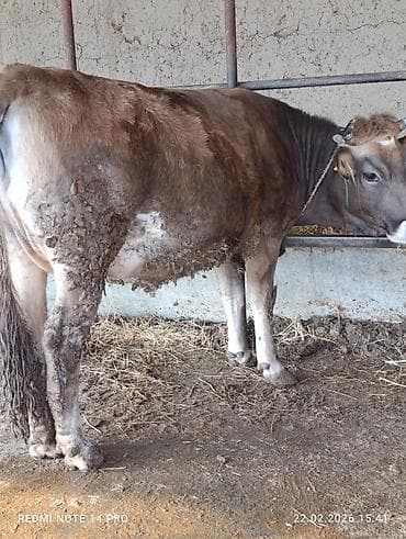 карова швицкая: Продаю | Корова (самка), Тёлка | Швицкая | Для разведения, Для молока | Стельные, Привязанные — 4