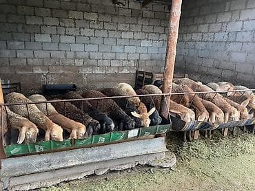 оптом бараны: Продаю | Ягненок, Овца (самка), Баран (самец) | Арашан, Полукровка | Для разведения, На забой | Матка, Осеменитель, Ярка — 6