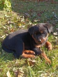 отдам даром щенка ротвейлера: Ротвейлер, 2 месяца, Самец, С прививкой, С родословной — 6