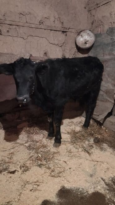 купить курицу домашнюю: Продаю | Музоо, торпок | Полукровка | На откорм — 3