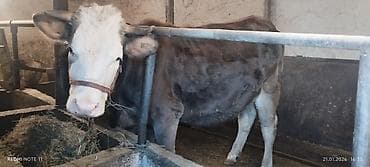 корова джерси: Продаю | Тёлка | Полукровка | Для разведения | Стельные — 2