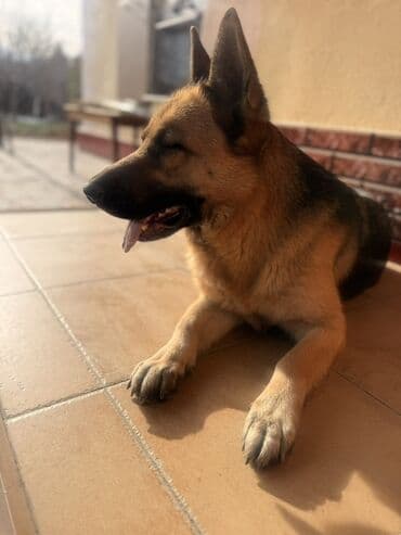 овчарки щенки купить: Немецкая овчарка - Порода: немецкая овчарка - Пол: девочка - — 4