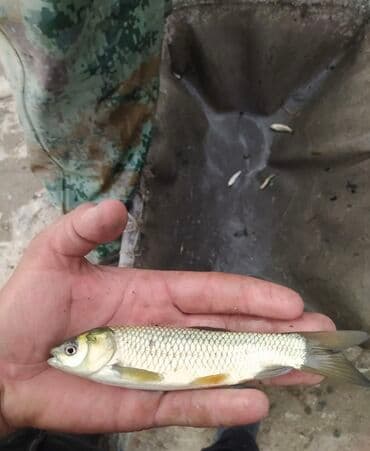 аквариум jebo: Продаю малёк
Карп 
Сазан
Белый Амур 
Толстолоб 
В любом количестве — 3
