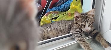 животные на продажу: Экзотическая, 2 года, Девочка, Черепаховый, Приучена к лотку, Проглистована — 10